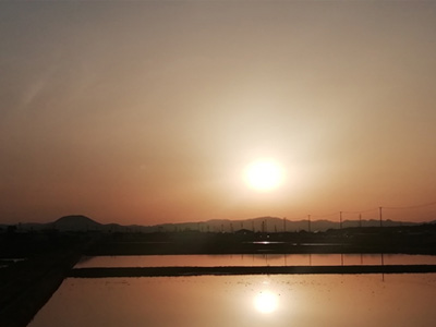 While this picture was taken on a different trek, the sunset reminds me of the time I was walking beneath migrating birds on my way back from Tajiri.